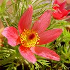 Pulsatilla