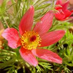 Pulsatilla