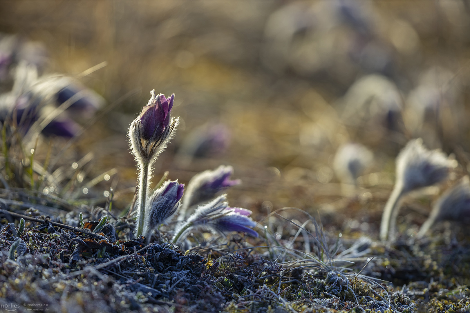 pulsatilla field