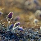 pulsatilla field