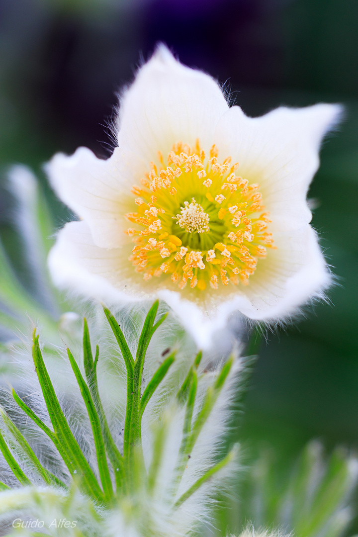 Pulsatilla Gartenform