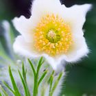 Pulsatilla Gartenform