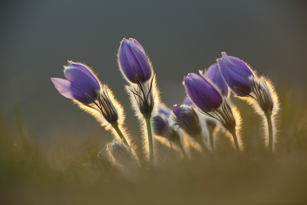 Pulsatilla grandis