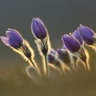 Pulsatilla grandis