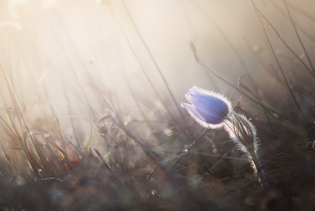 Pulsatilla grandis