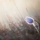 Pulsatilla grandis