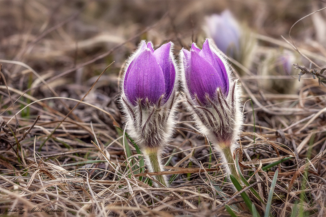 Pulsatilla grandis 