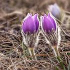 Pulsatilla grandis 