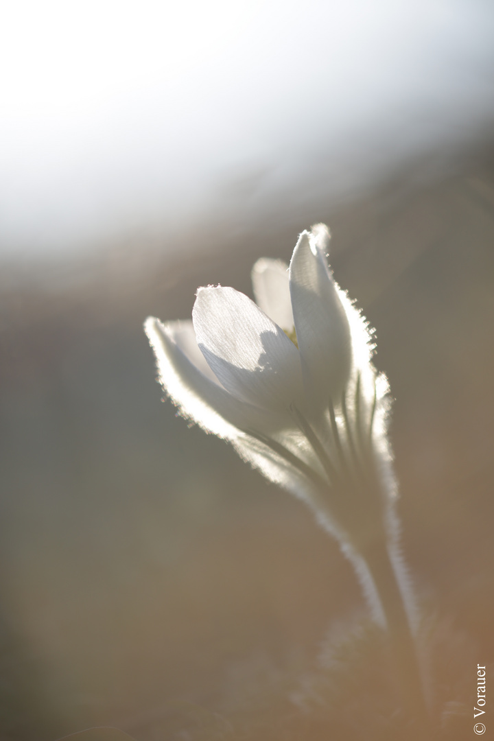 Pulsatilla grandis alba