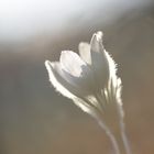 Pulsatilla grandis alba