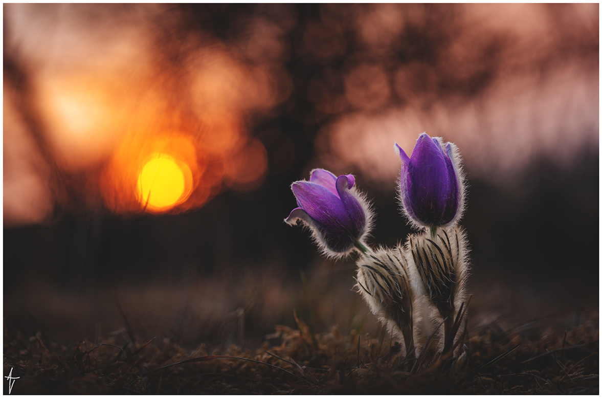 Pulsatilla Grandis