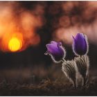 Pulsatilla Grandis