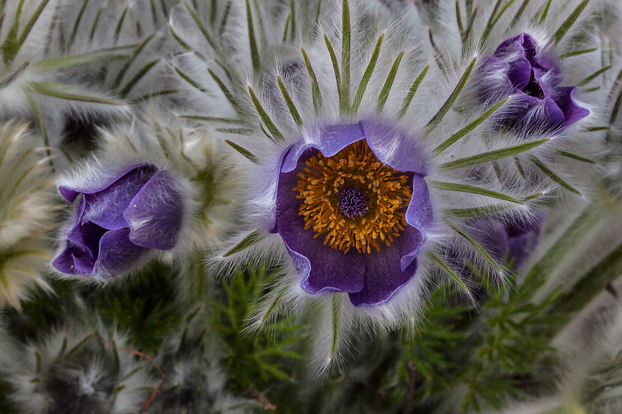 Pulsatilla grandis