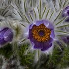 Pulsatilla grandis