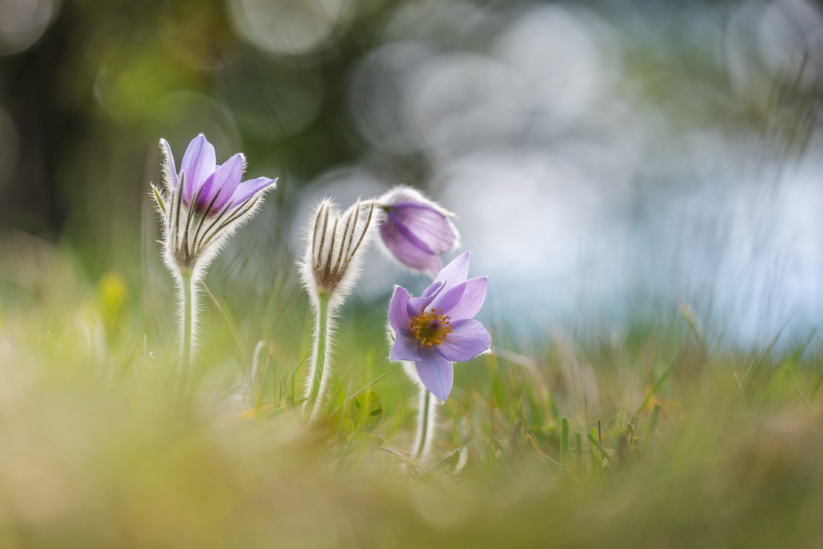 Pulsatilla Grandis