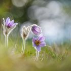 Pulsatilla Grandis