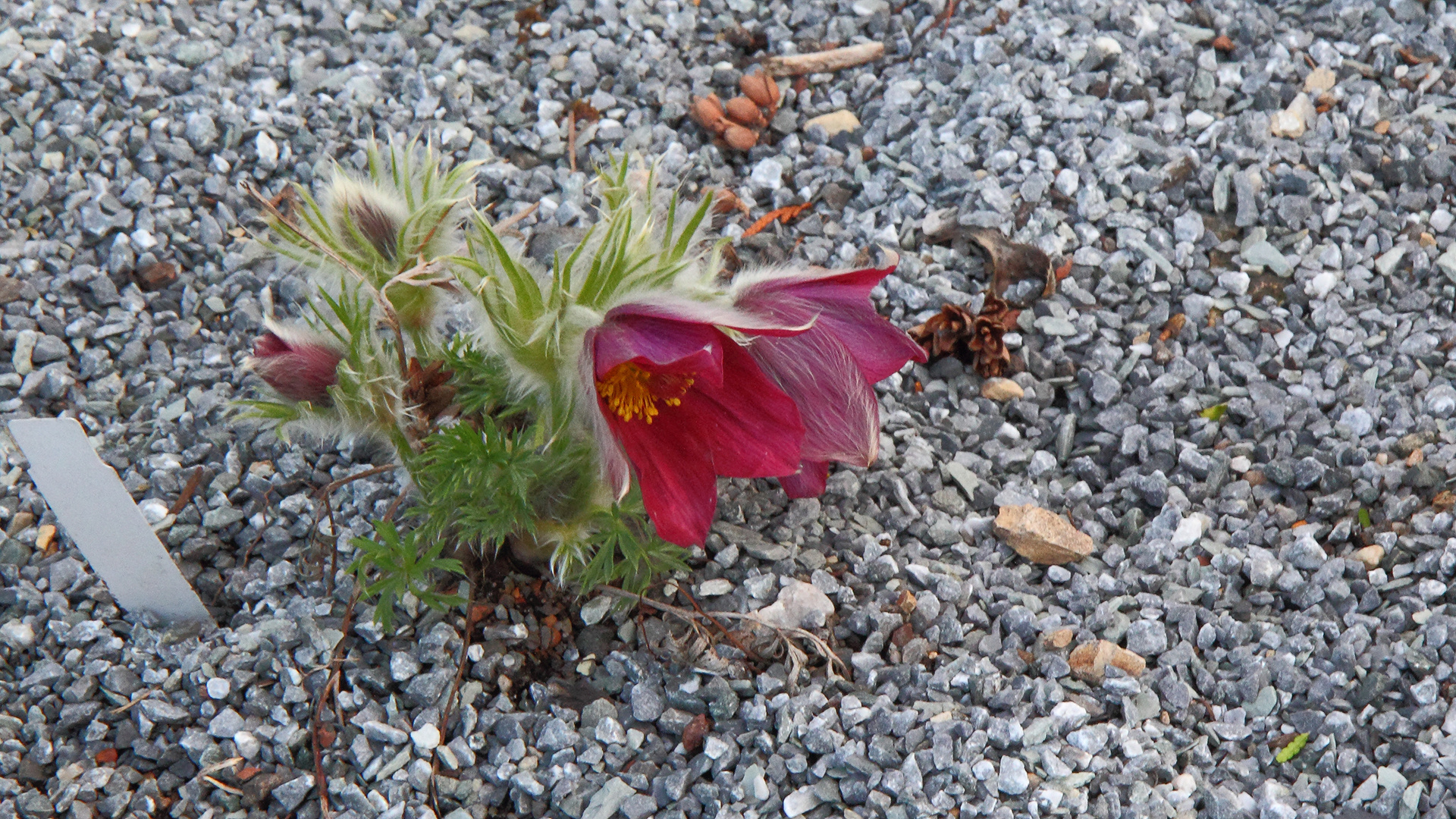 Pulsatilla grandis vom 07. 04. 2022   6.22 Uhr