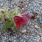 Pulsatilla grandis vom 07. 04. 2022   6.22 Uhr