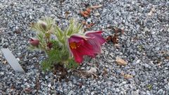 Pulsatilla grandis vom 07. 04. 2022   6.22 Uhr