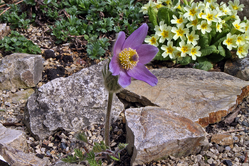 Pulsatilla halleri