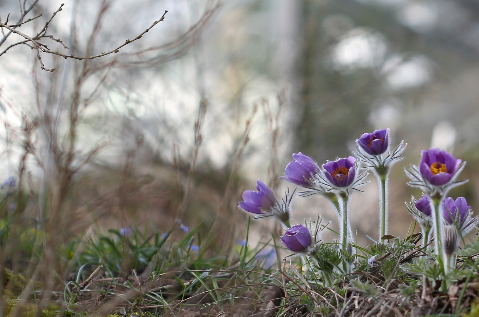 Pulsatilla halleri