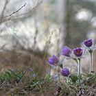 Pulsatilla halleri