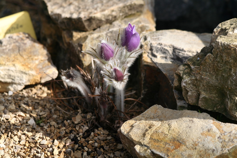 Pulsatilla halleri am 05.03. im Alpinum