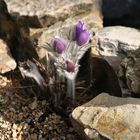 Pulsatilla halleri am 05.03. im Alpinum