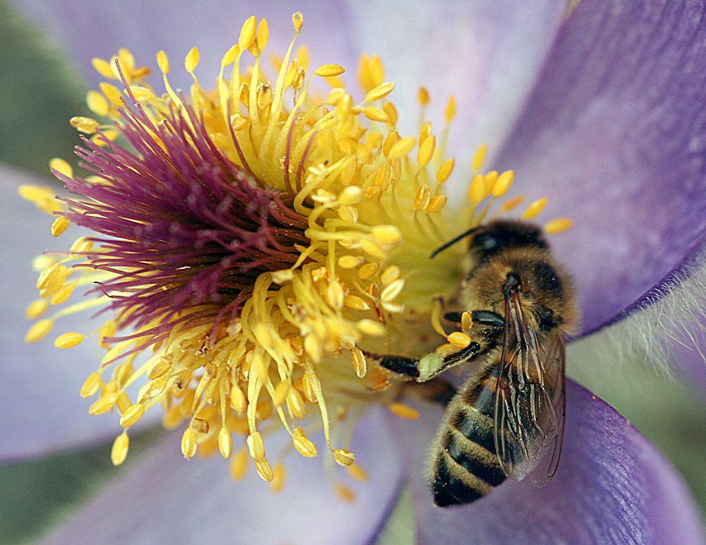 Pulsatilla halleri mit Biene 3