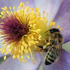 Pulsatilla halleri mit Biene 3