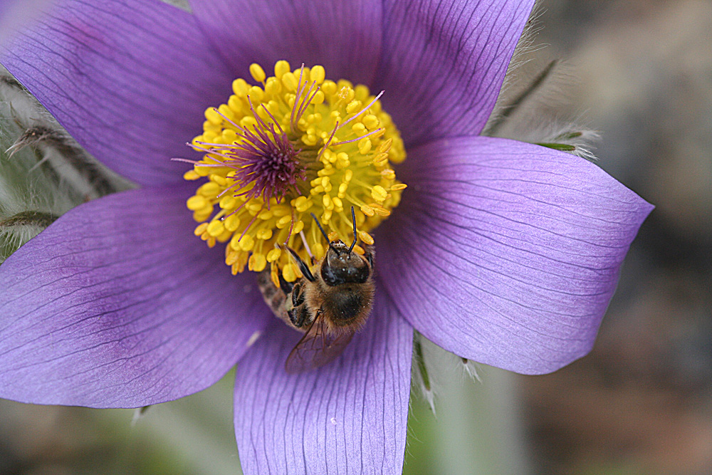 Pulsatilla halleri mit Biene