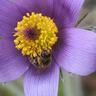 Pulsatilla halleri mit Biene