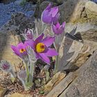 Pulsatilla halleri ssp. styriaca blüht mit Verspätung zu 2015 nun auch...