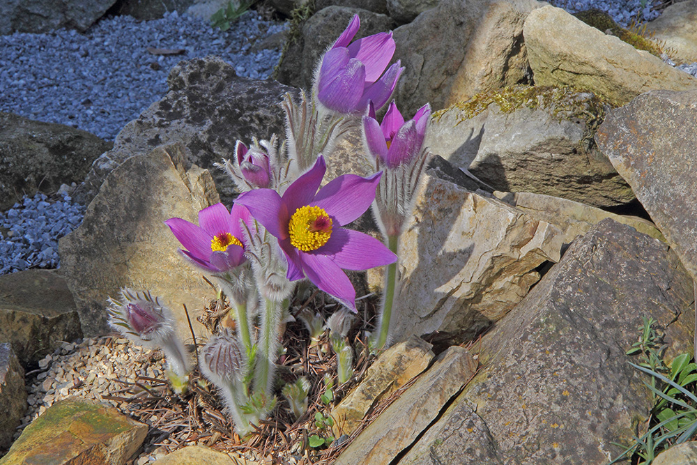 Pulsatilla halleri ssp. styriaca blüht mit Verspätung zu 2015 nun auch...