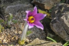 Pulsatilla halleri ssp styriaca