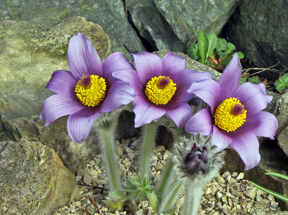 Pulsatilla halleri ssp styriaca- Staiereische Küchenschelle , die es nun als erste...