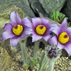 Pulsatilla halleri ssp styriaca- Staiereische Küchenschelle , die es nun als erste...