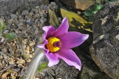 Pulsatilla halleri ssp styriaca - Staierische Küchenschelle