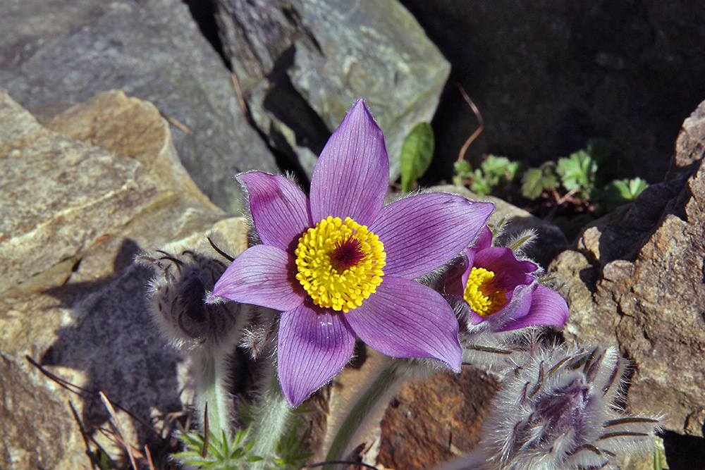 Pulsatilla halleri ssp.styriaca jetzt voll erblüht  als Aufhänger aber es geht  heute um Paul