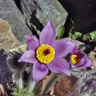 Pulsatilla halleri ssp.styriaca jetzt voll erblüht  als Aufhänger aber es geht  heute um Paul