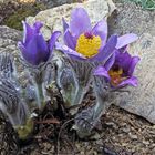 Pulsatilla halleri ssp.styriaca - Staierische Küchenschalle blüht wieder als erste