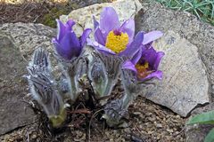 Pulsatilla halleri ssp.styriaca - Staierische Küchenschalle blüht wieder als erste