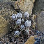 Pulsatilla halleri....2016 nach frostiger Nacht