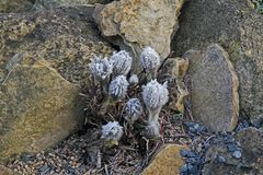 Pulsatilla halleri....2016 nach frostiger Nacht