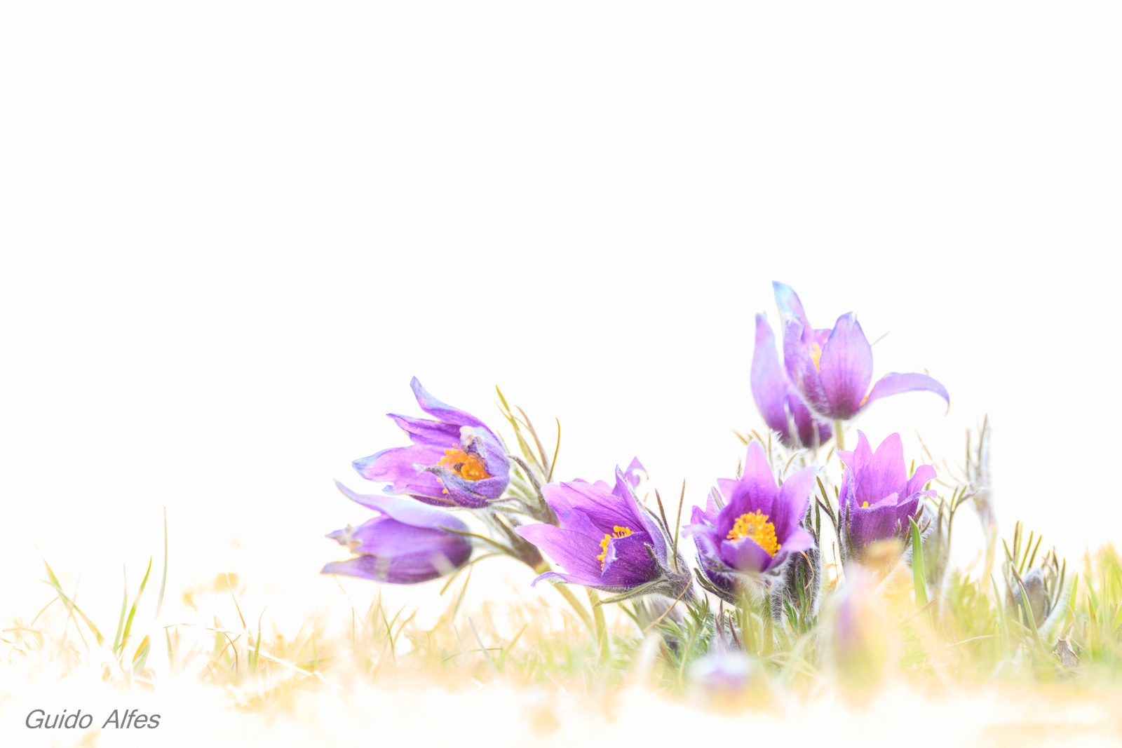 Pulsatilla High Key