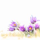 Pulsatilla High Key