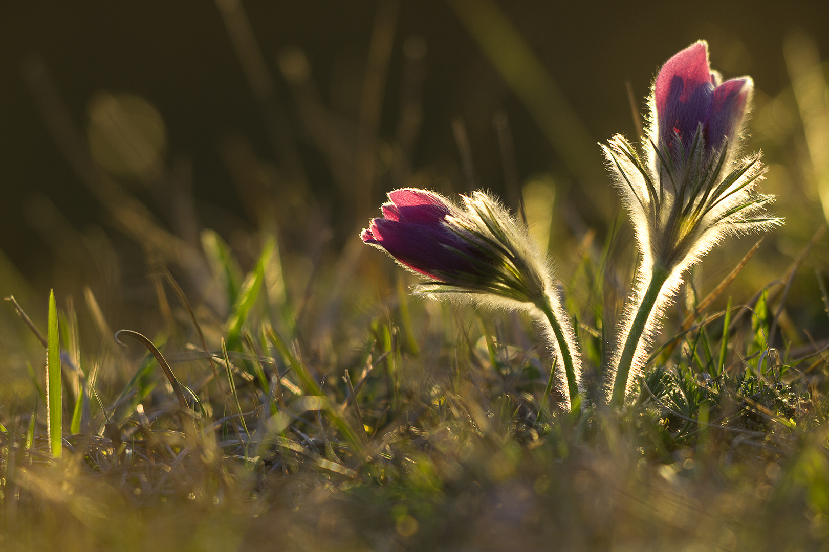 Pulsatilla im Abendlicht