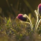 Pulsatilla im Abendlicht