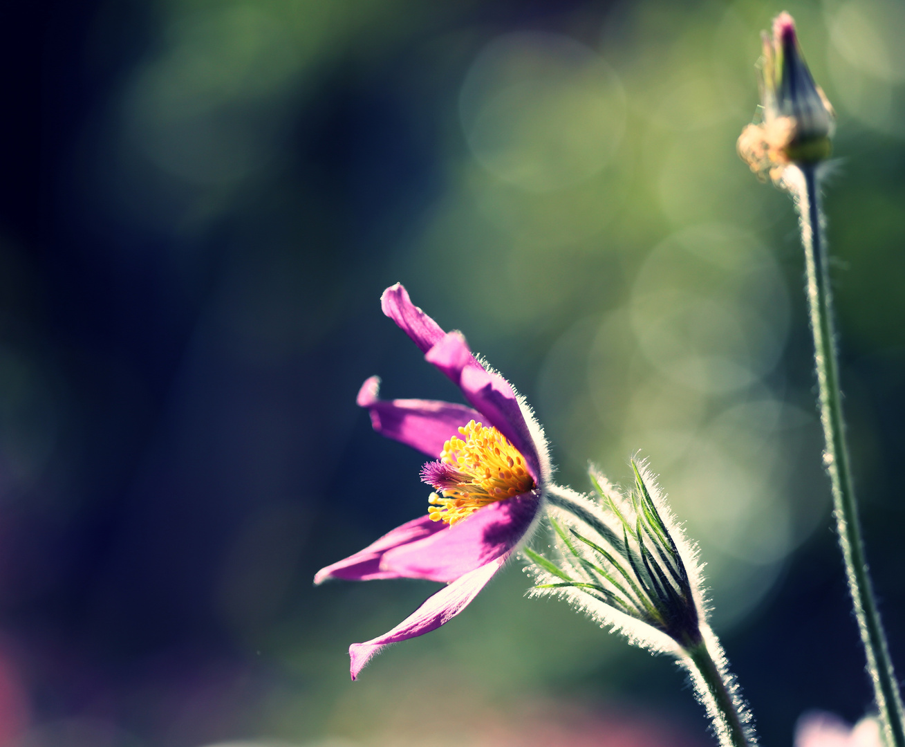 Pulsatilla im Abendlicht