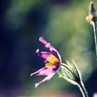 Pulsatilla im Abendlicht